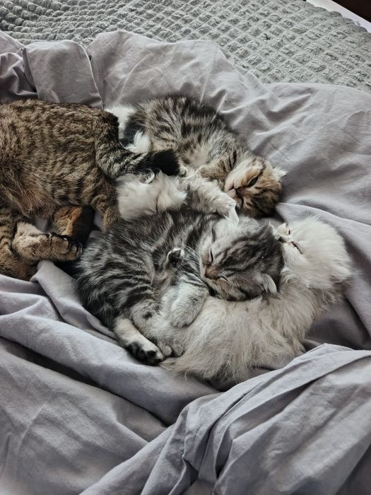 Шотландские вислоухие кошечки