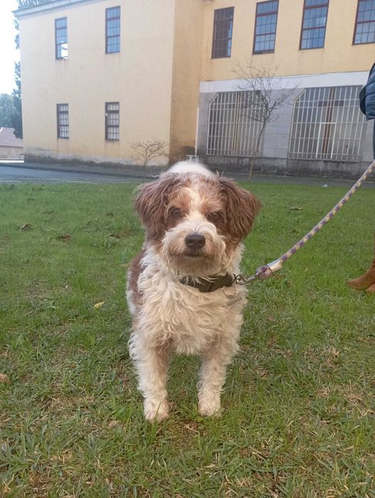 O Free precisa de um novo dono!