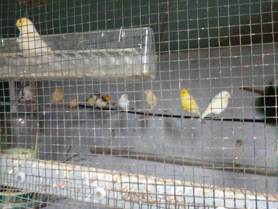 Cedência de canários de várias raças