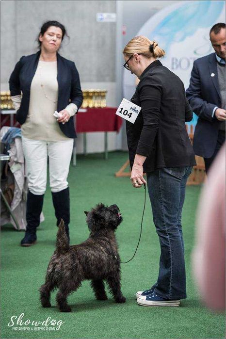 Cairn Terrier - rodowodowa (ZKwP/FCI) suczka