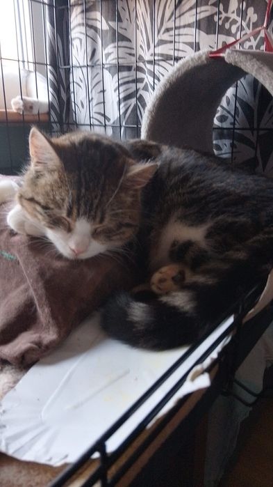 Stachu - cudo na 4 Łapach