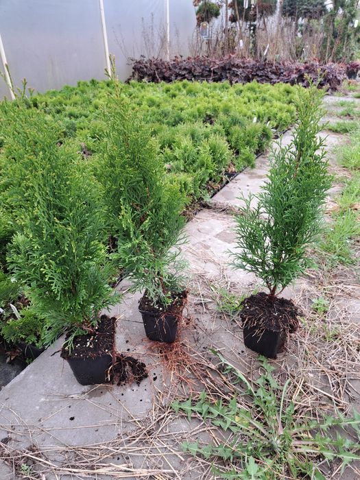 Thuja smaragd w P9 40-50cm