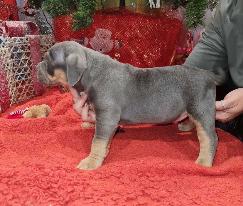 American Bully Pocket