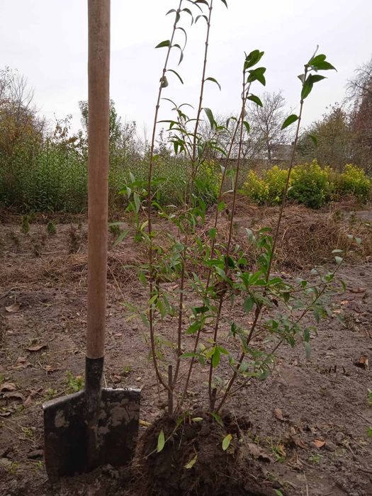 Бірючина живопліт