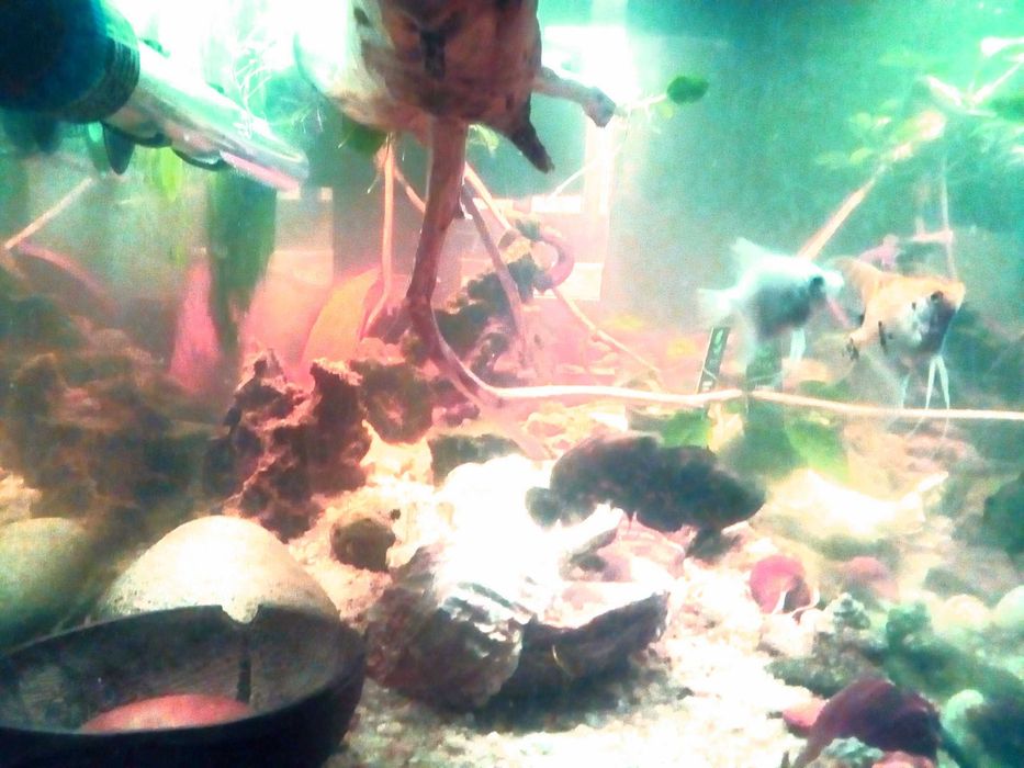 Peixes troncos plantas