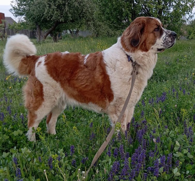 Дівчинка московської сторожової(одна)