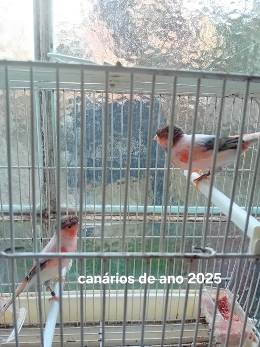 Canário de 2025 alecrins