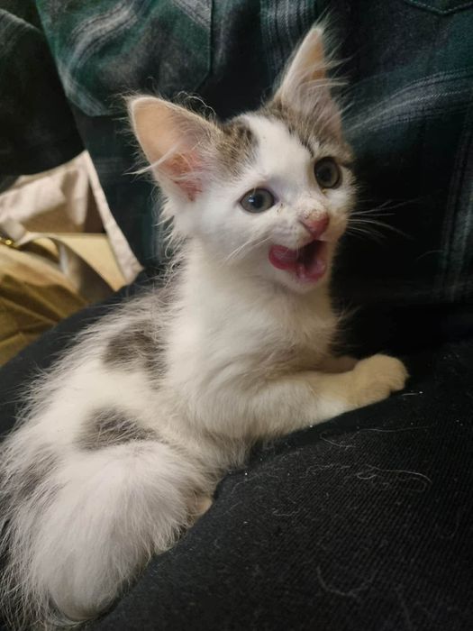 Дівчинка 2-2,5 місяці в добрі руки