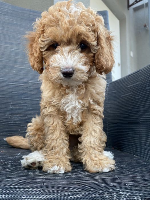 *Zarezerwowana* Milka Cavapoo F1B Pudel Miniaturowy & Cavapoo