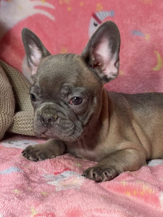 Чудові бульдожки чекають