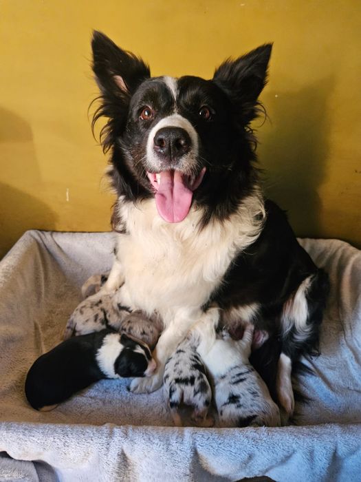 Piesek Border Collie ZKwP FCI błękitnooki