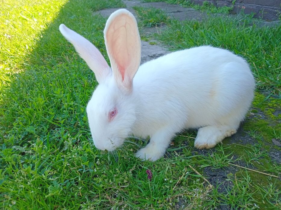 Продам кроликів термондська біла.