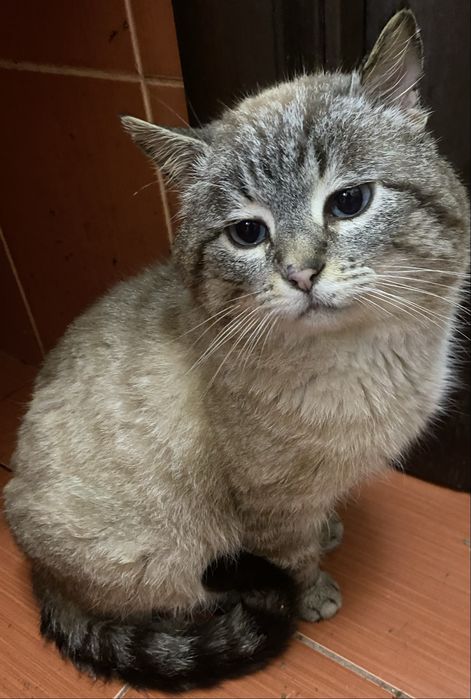 Котик в пошуках родини