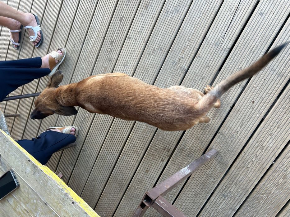 Cão pastor de gado bovino
