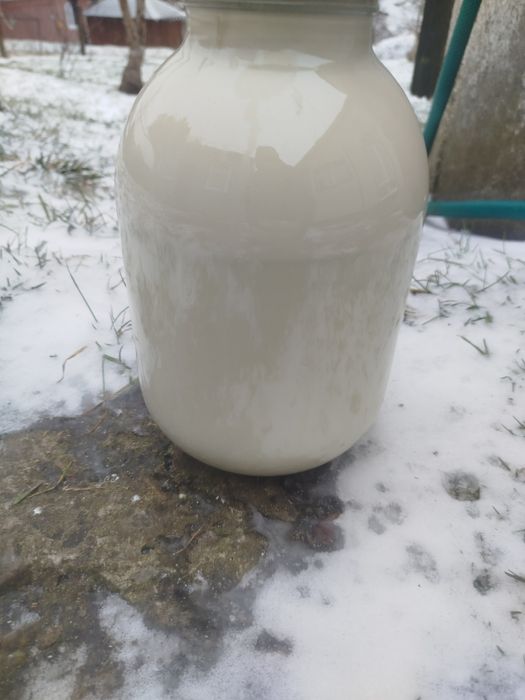 Продам корову Джерсей