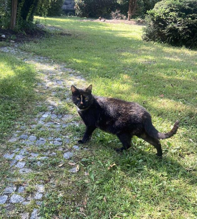 Oddam  roczną kocicę