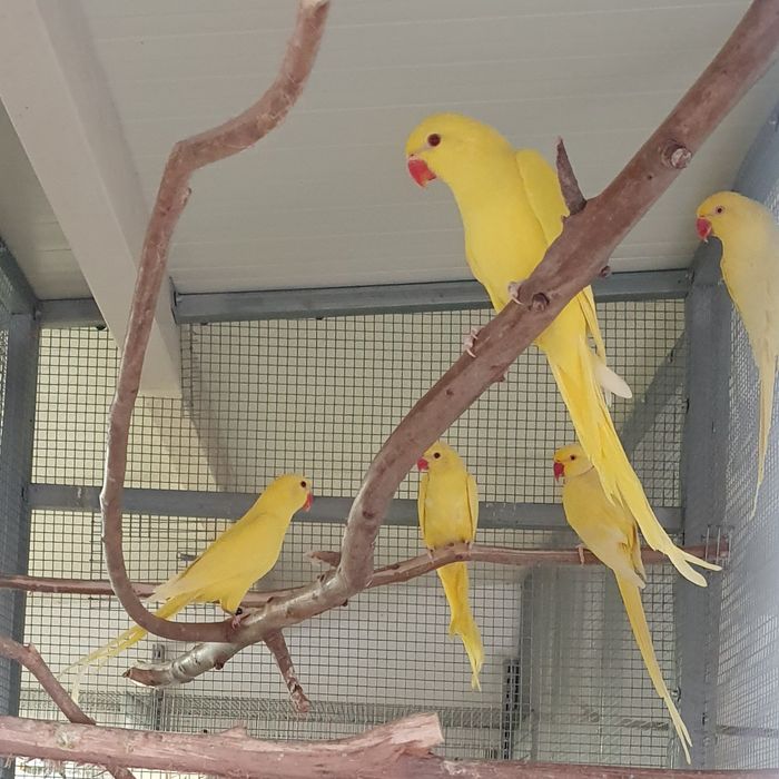 Ring Necks 2025 - Aves com documentação