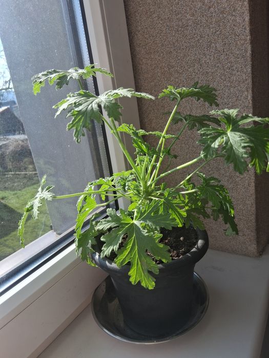 Anginka w doniczce ukorzeniona.