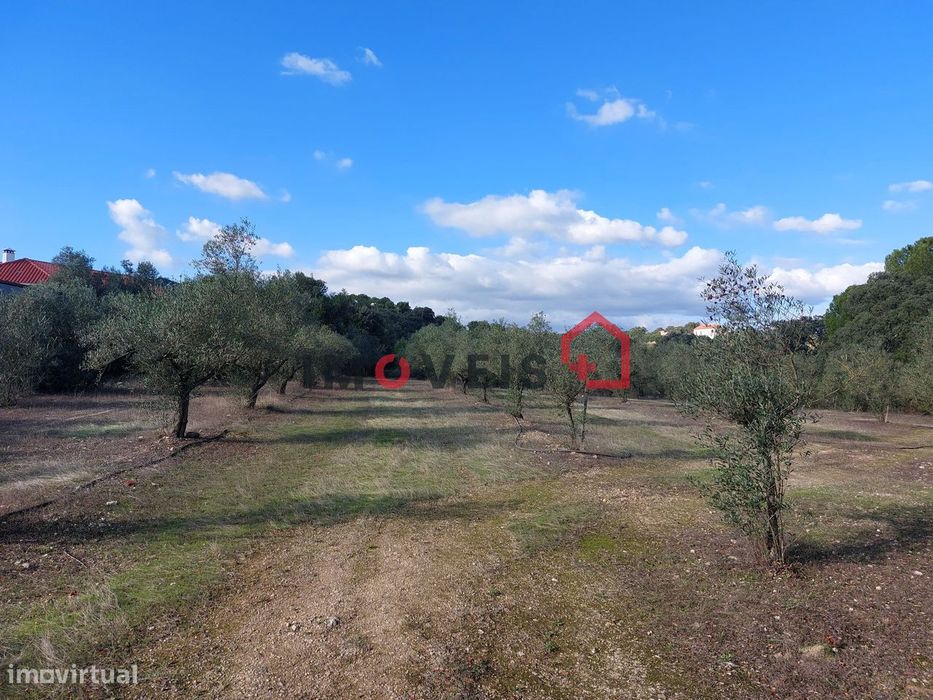 Terreno Com Oliveiras E Vinha, Vinte Mil Metros Quadrados! — Chancelaria, Santarém
