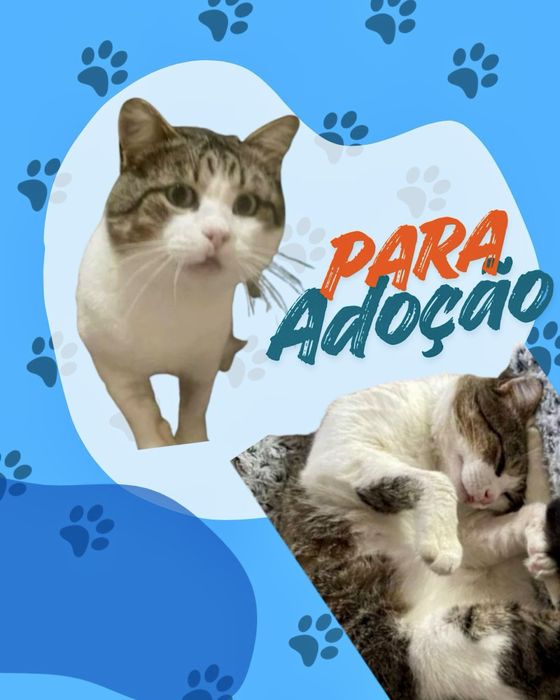 Gato macho para adoção responsável