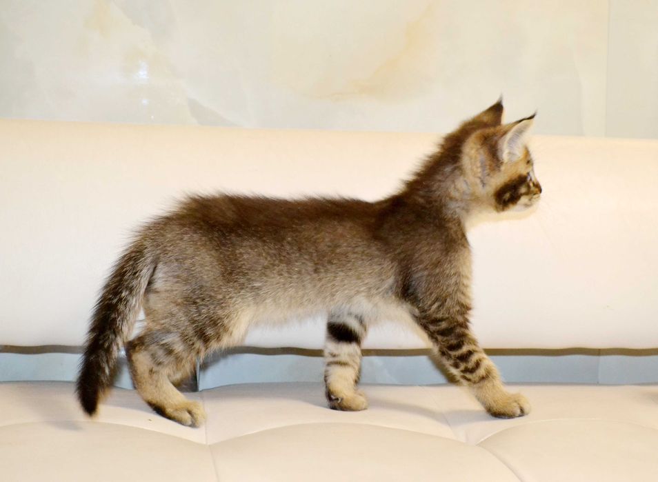 Маленькая рысь! Крупные котята чаузи!