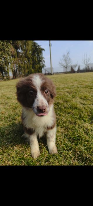 Border collie brązowy piesek, gotowy do odbioru