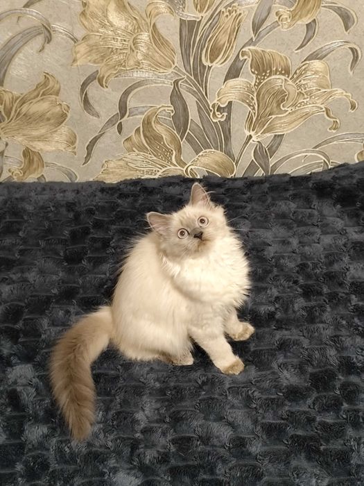 Осталась последняя красавица