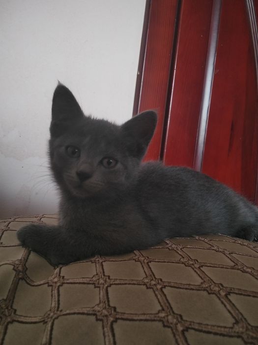 Віддам в добрі руки кошенят.