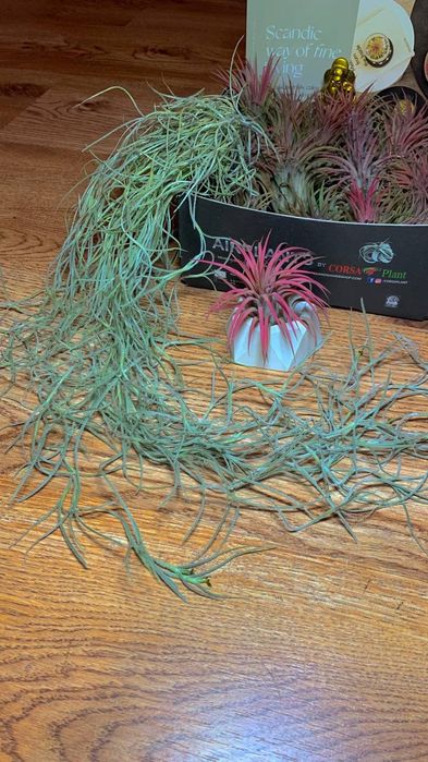 Тілландсія Усневидная