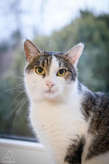 Towarzyski kotek szuka domu