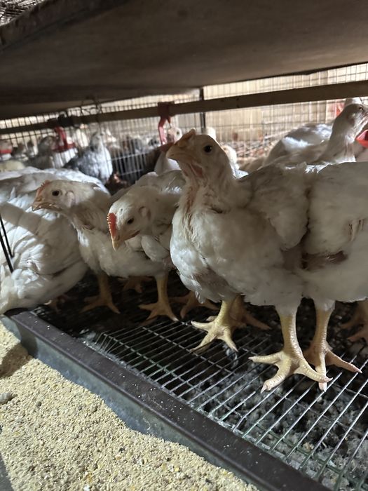 Бройлери.