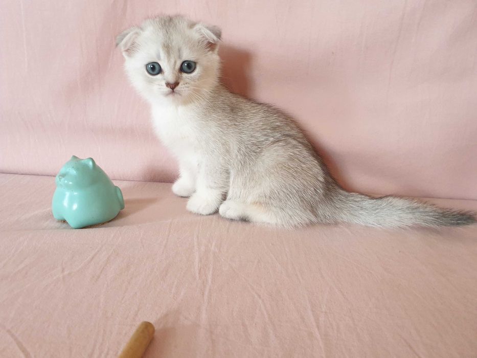 Шотландские котята