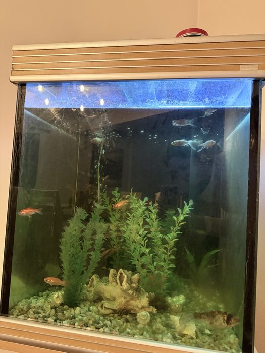 Aquario Peixes em bom estado