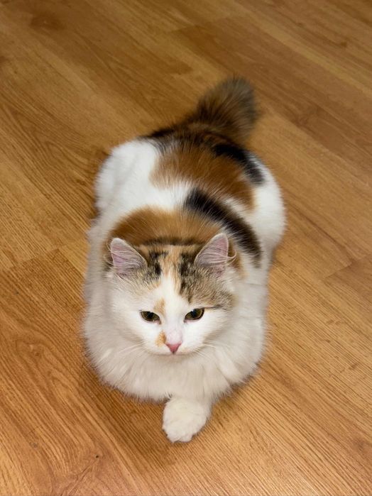 Кішечка пухнаста гарна шукає родину