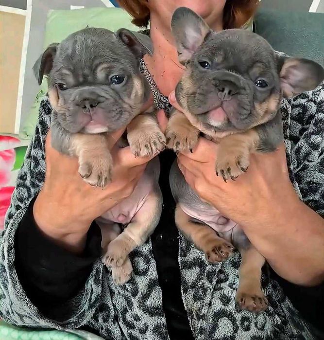 Французский бульдог