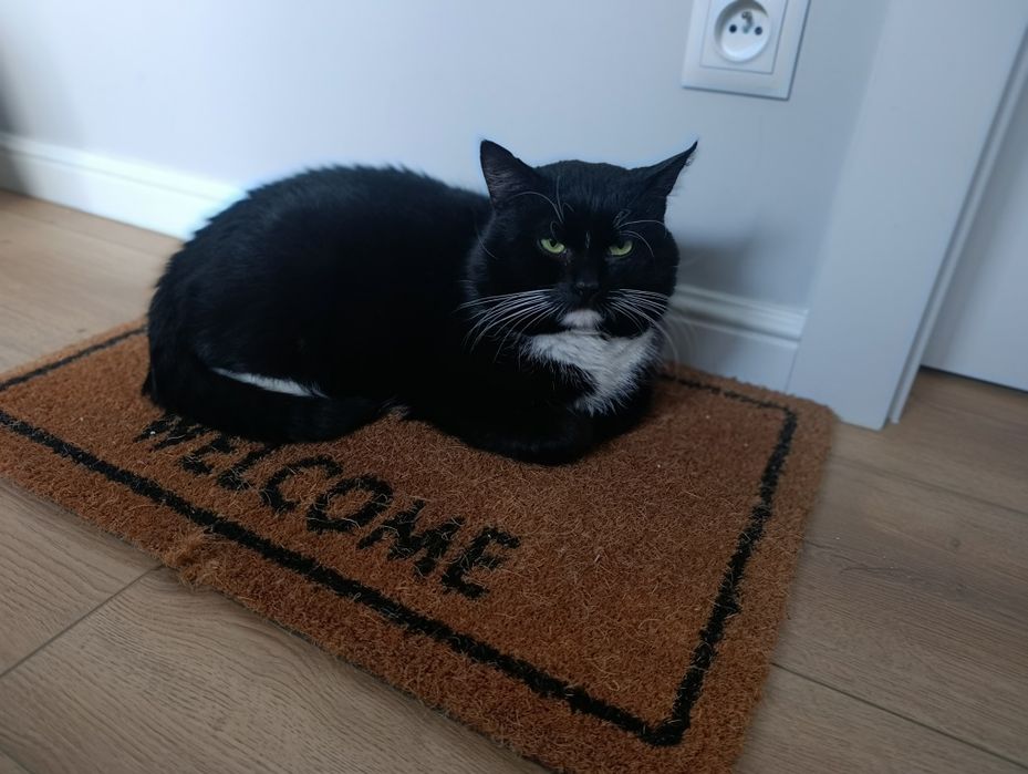 DEMONEK szuka pilnie domu