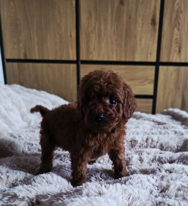 Pudel Toy Dziewczyna Dark Red Brown !