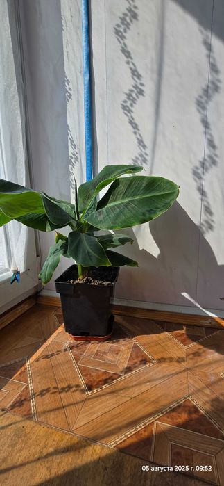 Кімнатна рослина Кімнатний банан