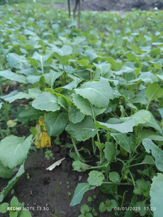 Pés de couve para plantar