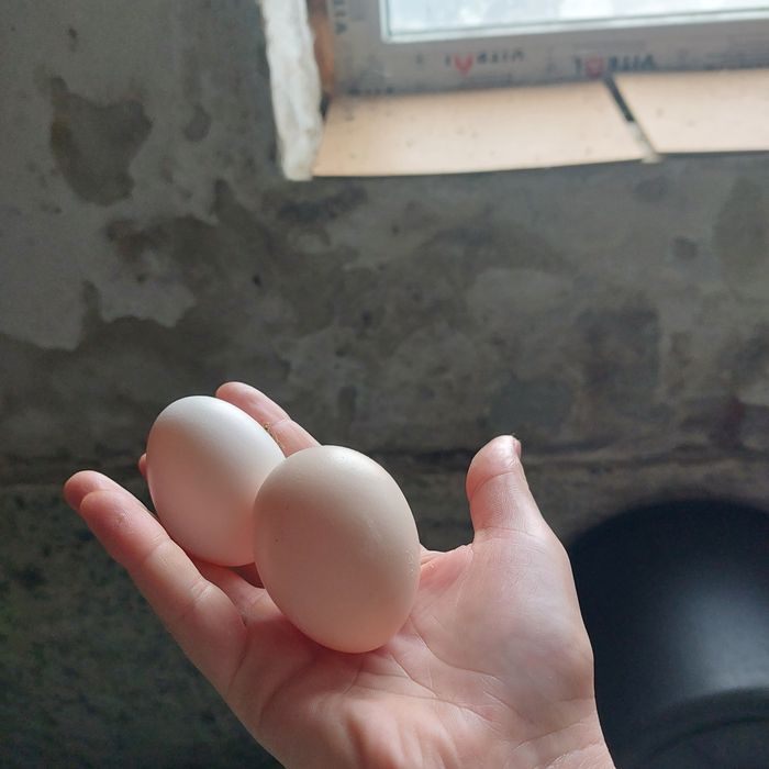 Продаю домашні курячі яйця