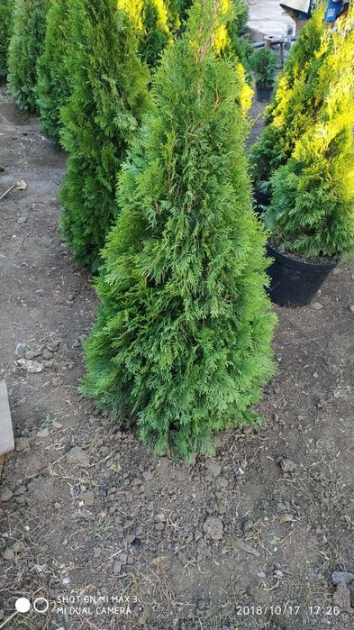 Туя под высадку  доставка посадка