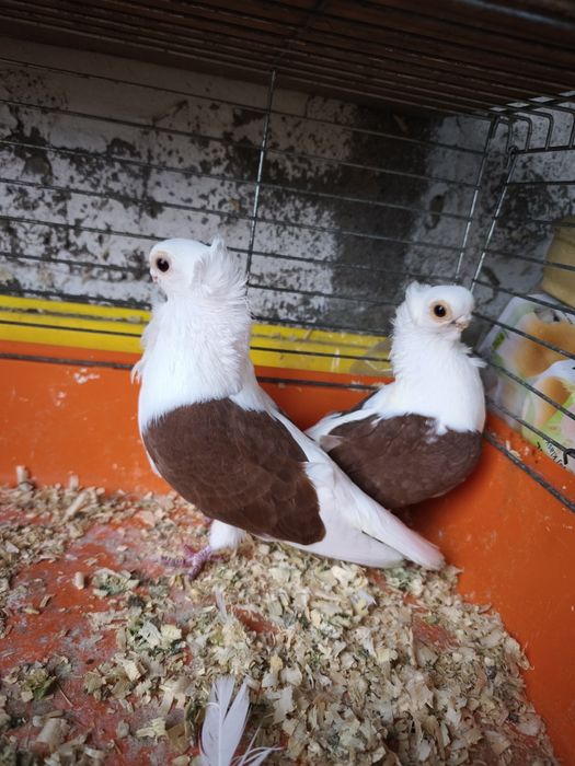 Mewka mewka newka Polska