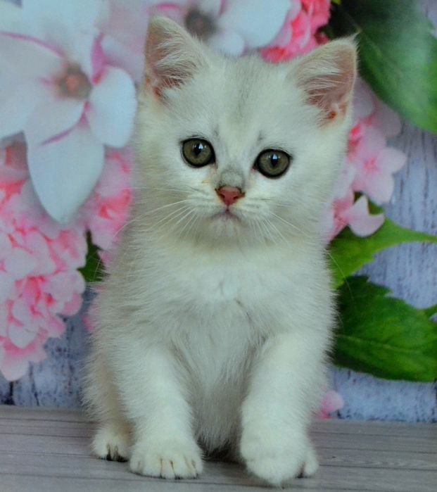Чистокровний  британские шиншилла