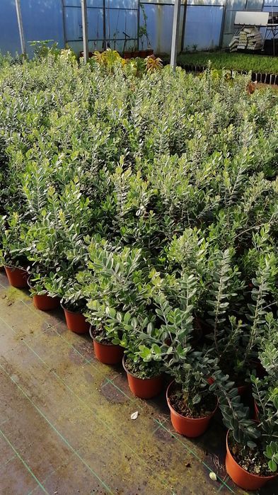 Metrosideros Excelsa 50cm/100cm/150cm/200cm