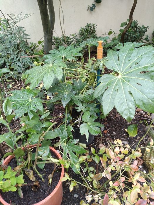 Planta aralia japonesa