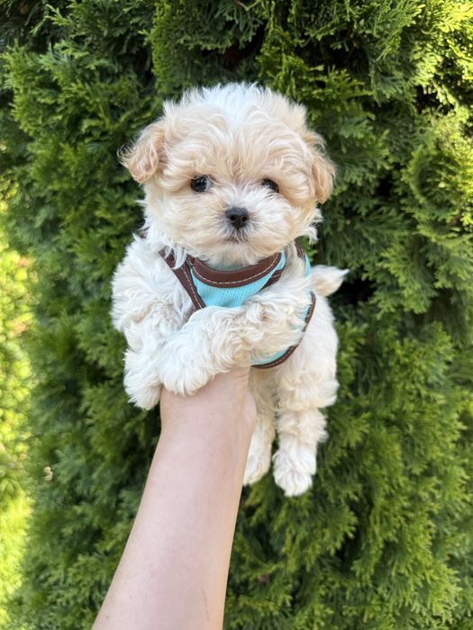 Найкращі цуценятка для дітей мальтіпу