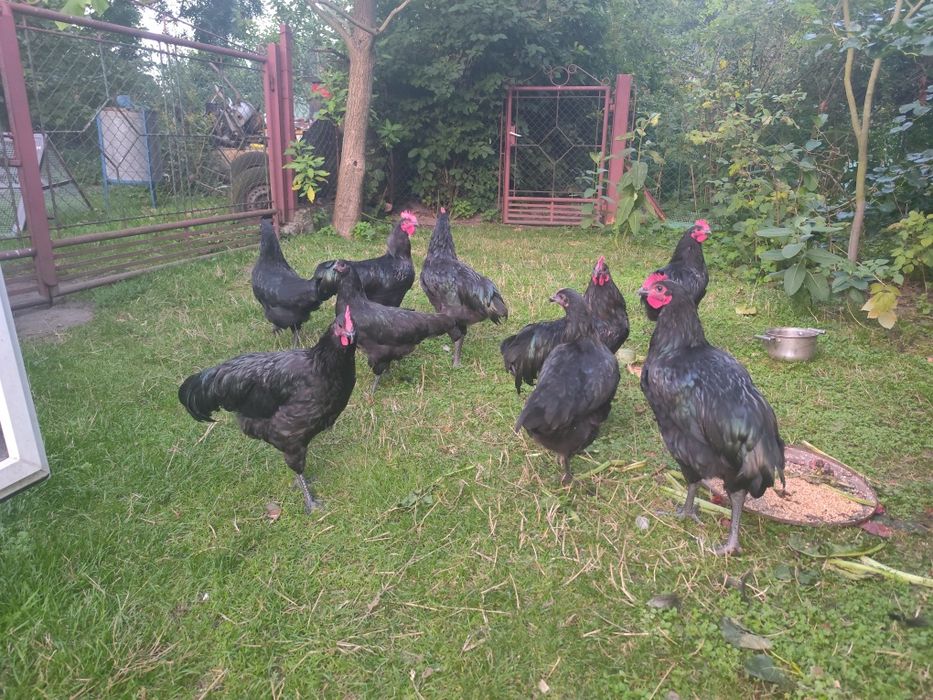 Sprzedam koguty rasy Australorp