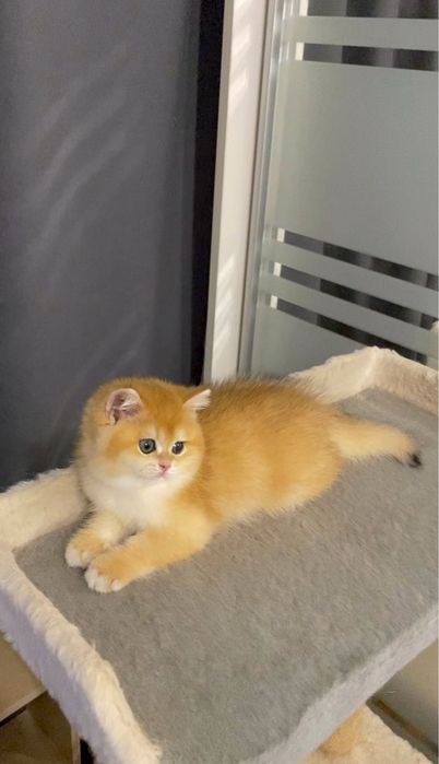 Котик золотая шиншилла