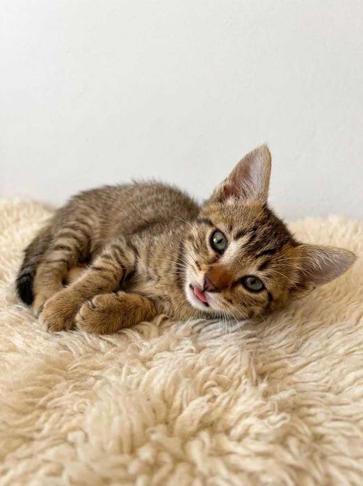 Setúbal e arredores / Margem Sul — DANILO, gatinho para adoção