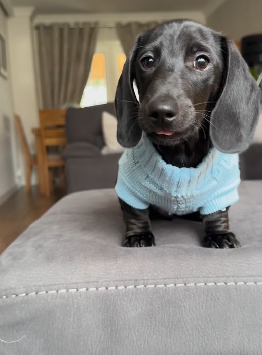 Чорні таксята без підпалу.